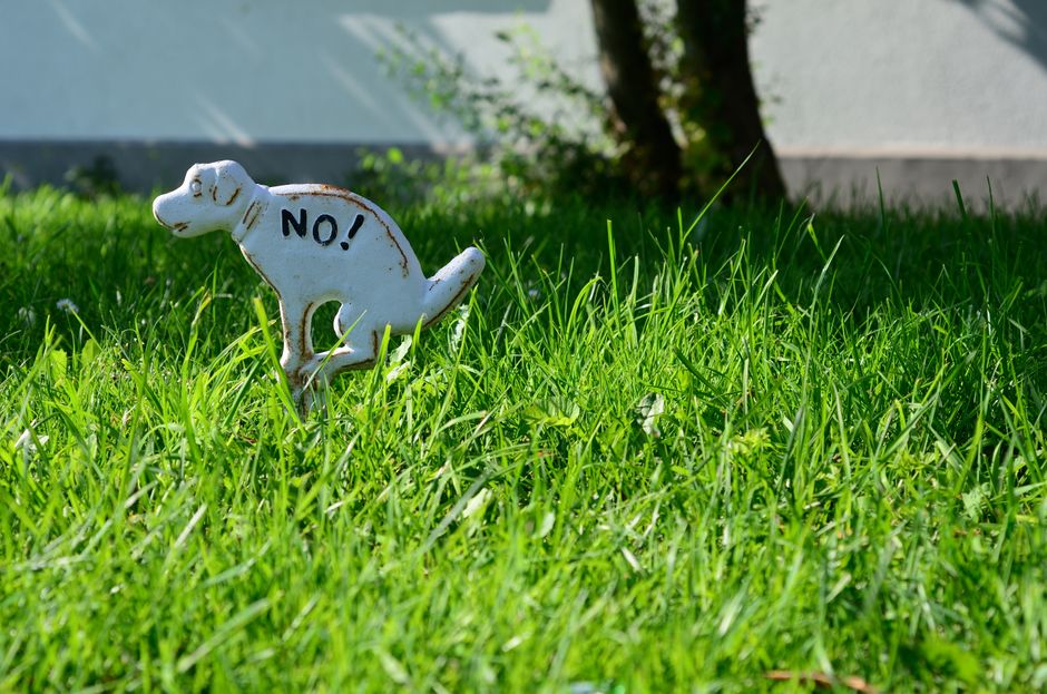 A close-up of a white metal dog-shaped garden ornament partially embedded in tall, green grass, with the word 'NO!' painted in black on its body. The ornament appears weathered with rust spots, and it is positioned near a concrete pathway and a garden wall, with a small tree or shrub in the background. The scene is outdoors, outdoors during daylight, with sunlight illuminating the grass and the ornament, which is surrounded by lush foliage. This setting relates to the management of outdoor spaces and garden security in a home relocation or house moving context, as provided by Man wth Van Rush Green, who offers removable services including packing and furniture transport.
